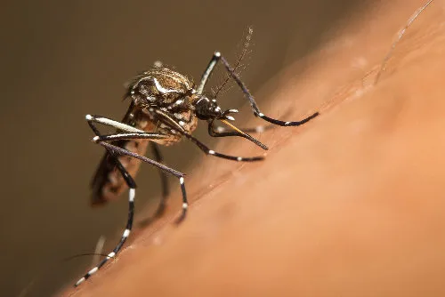 Sesau alerta municípios: intensifiquem vacinação contra febre amarela em Roraima