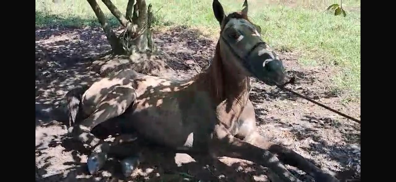 Casos de Encefalite Equina Aparecem em Roraima durante Período de Chuvas